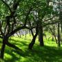 Oak woodlands provide summer shade and a ready environment for various birds and insects.